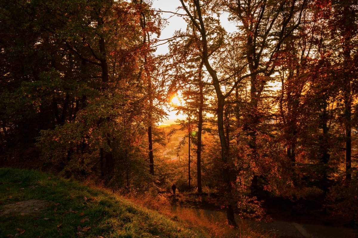 Sunlight through autumn trees at golden hour